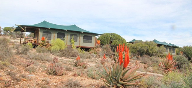 Buffelsdrift Game Lodge