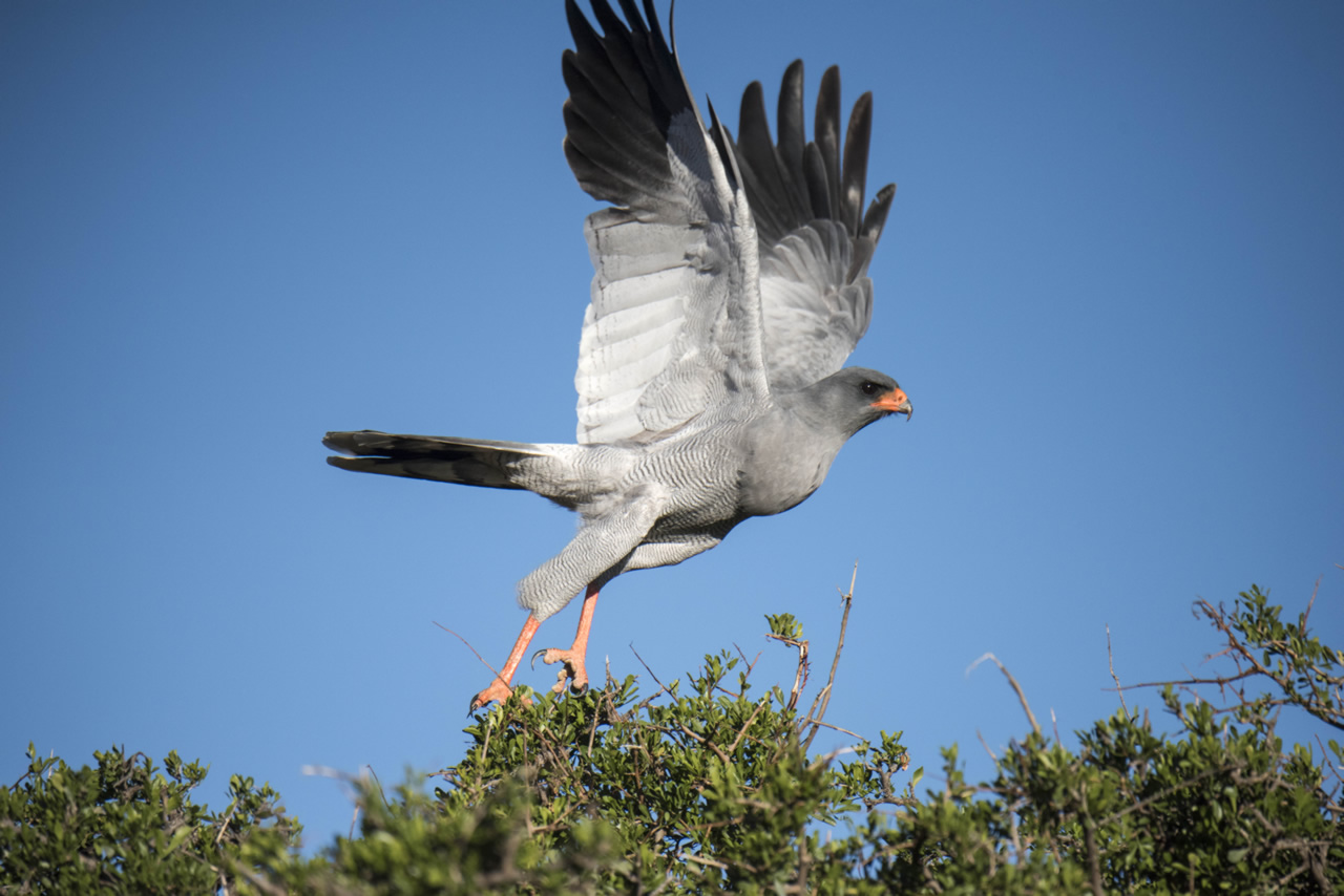 Mount Camdeboo Private Game Reserve | Graaff-Reinet | Eastern Cape Reservations