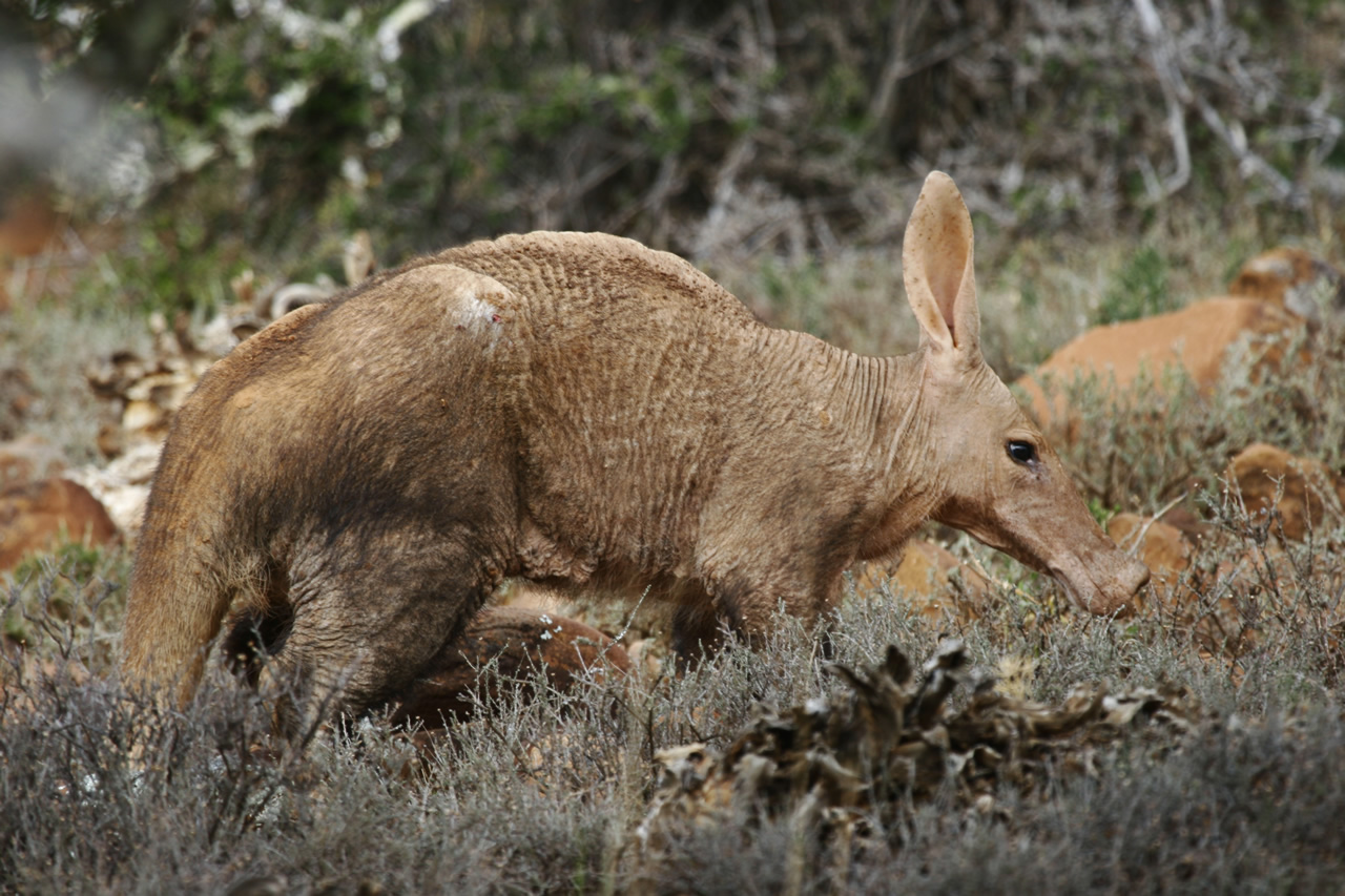 Mount Camdeboo Private Game Reserve | Graaff-Reinet | Eastern Cape Reservations