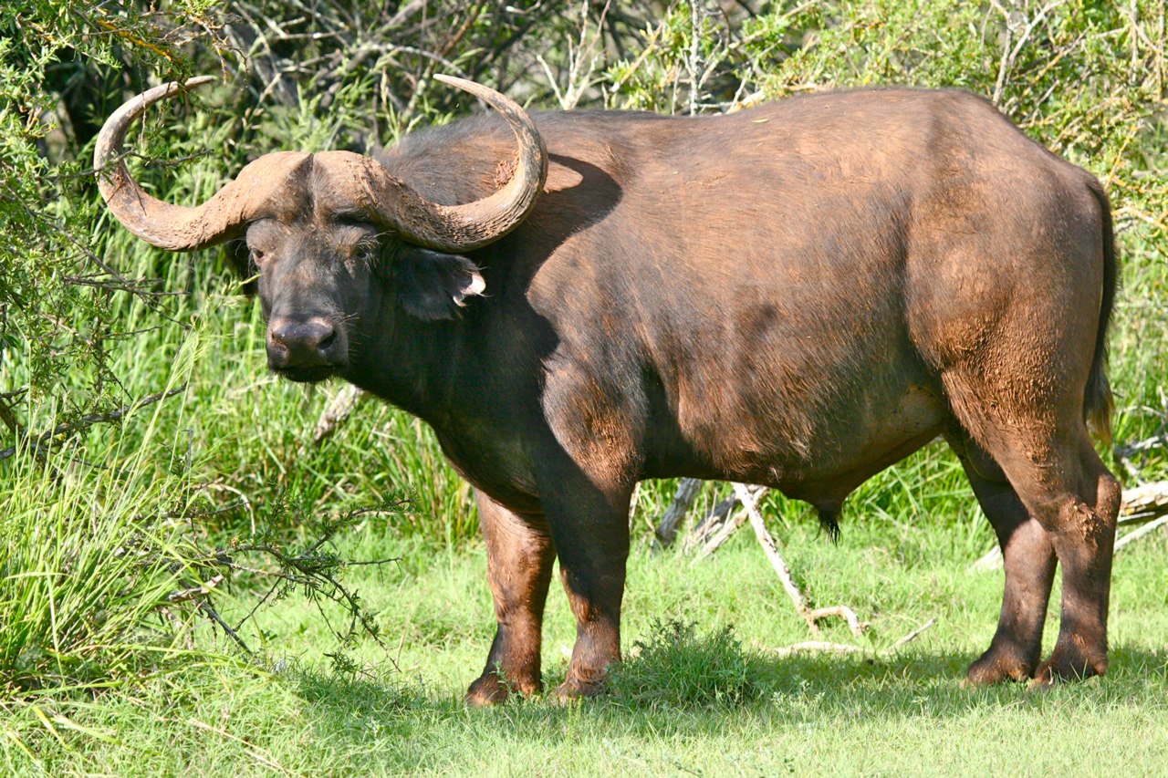 Mount Camdeboo Private Game Reserve | Graaff-Reinet | Eastern Cape Reservations