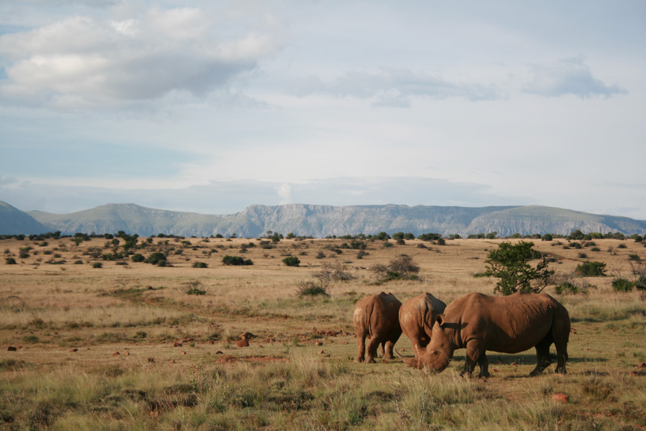 Mount Camdeboo Private Game Reserve | Graaff-Reinet | Eastern Cape Reservations