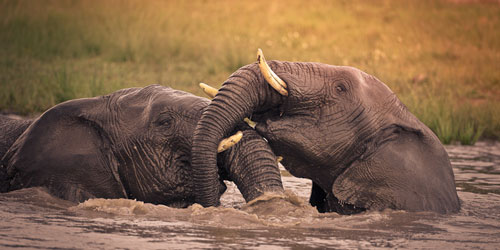 Pumba Private Game Reserve  Port Elizabeth Eastern Cape South Africa