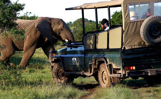 Game Drives - Sibuya Game Reserve